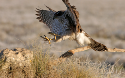 Cetrería en la Edad Moderna